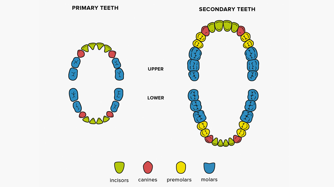 how-many-teeth-should-a-person-have-my-best-dentists-journal